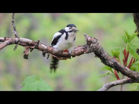 დიდი ჭრელი კოდალა / ლაგოდეხის ნაკრძალი